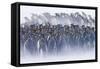 King Penguin (Aptenodytes patagonicus) colony, huddled together during snowstorm, South Georgia-David Tipling-Framed Stretched Canvas