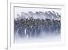 King Penguin (Aptenodytes patagonicus) colony, huddled together during snowstorm, South Georgia-David Tipling-Framed Photographic Print