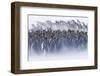 King Penguin (Aptenodytes patagonicus) colony, huddled together during snowstorm, South Georgia-David Tipling-Framed Photographic Print