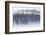 King Penguin (Aptenodytes patagonicus) colony, huddled together during snowstorm, South Georgia-David Tipling-Framed Photographic Print