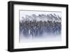 King Penguin (Aptenodytes patagonicus) colony, huddled together during snowstorm, South Georgia-David Tipling-Framed Photographic Print