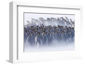 King Penguin (Aptenodytes patagonicus) colony, huddled together during snowstorm, South Georgia-David Tipling-Framed Photographic Print