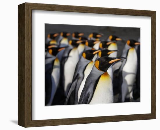 King penguin (Aptenodytes patagonicus) colony. Right Whale Bay, South Georgia-Tony Heald-Framed Photographic Print