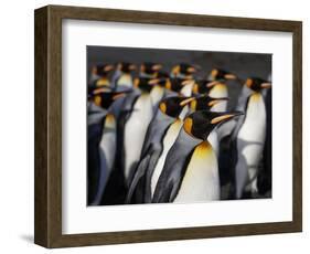King penguin (Aptenodytes patagonicus) colony. Right Whale Bay, South Georgia-Tony Heald-Framed Photographic Print