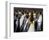 King penguin (Aptenodytes patagonicus) colony. Right Whale Bay, South Georgia-Tony Heald-Framed Photographic Print