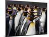 King penguin (Aptenodytes patagonicus) colony. Right Whale Bay, South Georgia-Tony Heald-Mounted Photographic Print