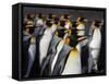 King penguin (Aptenodytes patagonicus) colony. Right Whale Bay, South Georgia-Tony Heald-Framed Stretched Canvas