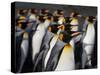 King penguin (Aptenodytes patagonicus) colony. Right Whale Bay, South Georgia-Tony Heald-Stretched Canvas