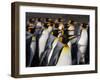 King penguin (Aptenodytes patagonicus) colony. Right Whale Bay, South Georgia-Tony Heald-Framed Photographic Print