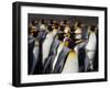 King penguin (Aptenodytes patagonicus) colony. Right Whale Bay, South Georgia-Tony Heald-Framed Photographic Print