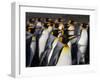 King penguin (Aptenodytes patagonicus) colony. Right Whale Bay, South Georgia-Tony Heald-Framed Photographic Print