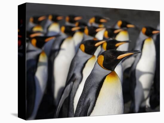 King penguin (Aptenodytes patagonicus) colony. Right Whale Bay, South Georgia-Tony Heald-Stretched Canvas