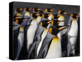 King penguin (Aptenodytes patagonicus) colony. Right Whale Bay, South Georgia-Tony Heald-Stretched Canvas