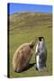 King Penguin (Aptenodytes Patagonicus) Feeding Chick Inland-Eleanor-Stretched Canvas