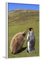 King Penguin (Aptenodytes Patagonicus) Feeding Chick Inland-Eleanor-Framed Photographic Print