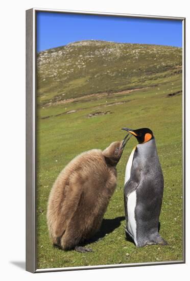 King Penguin (Aptenodytes Patagonicus) Feeding Chick Inland-Eleanor-Framed Photographic Print