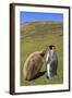 King Penguin (Aptenodytes Patagonicus) Feeding Chick Inland-Eleanor-Framed Photographic Print