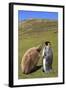 King Penguin (Aptenodytes Patagonicus) Feeding Chick Inland-Eleanor-Framed Photographic Print