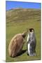 King Penguin (Aptenodytes Patagonicus) Feeding Chick Inland-Eleanor-Mounted Photographic Print