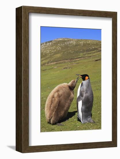 King Penguin (Aptenodytes Patagonicus) Feeding Chick Inland-Eleanor-Framed Photographic Print