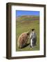 King Penguin (Aptenodytes Patagonicus) Feeding Chick Inland-Eleanor-Framed Photographic Print