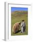 King Penguin (Aptenodytes Patagonicus) Feeding Chick Inland-Eleanor-Framed Photographic Print