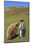 King Penguin (Aptenodytes Patagonicus) Feeding Chick Inland-Eleanor-Mounted Photographic Print