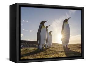 King Penguin (Aptenodytes patagonicus) on the Falkland Islands in the South Atlantic.-Martin Zwick-Framed Stretched Canvas