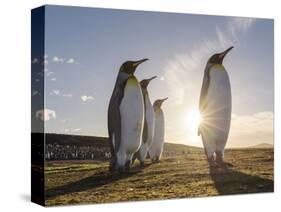 King Penguin (Aptenodytes patagonicus) on the Falkland Islands in the South Atlantic.-Martin Zwick-Stretched Canvas
