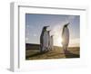 King Penguin (Aptenodytes patagonicus) on the Falkland Islands in the South Atlantic.-Martin Zwick-Framed Photographic Print