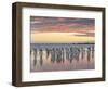 King Penguin (Aptenodytes patagonicus) on the Falkland Islands in the South Atlantic.-Martin Zwick-Framed Photographic Print