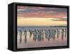 King Penguin (Aptenodytes patagonicus) on the Falkland Islands in the South Atlantic.-Martin Zwick-Framed Stretched Canvas