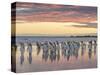 King Penguin (Aptenodytes patagonicus) on the Falkland Islands in the South Atlantic.-Martin Zwick-Stretched Canvas