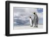 King Penguin (Aptenodytes patagonicus) on the Falkland Islands in the South Atlantic.-Martin Zwick-Framed Photographic Print