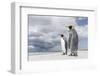 King Penguin (Aptenodytes patagonicus) on the Falkland Islands in the South Atlantic.-Martin Zwick-Framed Photographic Print