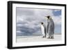 King Penguin (Aptenodytes patagonicus) on the Falkland Islands in the South Atlantic.-Martin Zwick-Framed Photographic Print