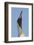 King Penguin (Aptenodytes patagonicus patagonicus) nominate subspecies, close-up of head-James Lowen-Framed Photographic Print