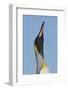 King Penguin (Aptenodytes patagonicus patagonicus) nominate subspecies, close-up of head-James Lowen-Framed Photographic Print