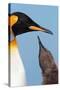 King Penguin (Aptenodytes patagonicus patagonicus) nominate subspecies, South Georgia-James Lowen-Stretched Canvas