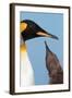 King Penguin (Aptenodytes patagonicus patagonicus) nominate subspecies, South Georgia-James Lowen-Framed Photographic Print