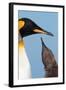 King Penguin (Aptenodytes patagonicus patagonicus) nominate subspecies, South Georgia-James Lowen-Framed Photographic Print