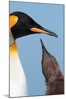 King Penguin (Aptenodytes patagonicus patagonicus) nominate subspecies, South Georgia-James Lowen-Mounted Photographic Print