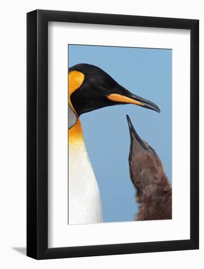 King Penguin (Aptenodytes patagonicus patagonicus) nominate subspecies, South Georgia-James Lowen-Framed Photographic Print