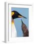 King Penguin (Aptenodytes patagonicus patagonicus) nominate subspecies, South Georgia-James Lowen-Framed Photographic Print