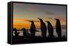 King Penguin (Aptenodytes Patagonicus) Silhouetted at Sunrise at Breeding Colony at Gold Harbor-Michael Nolan-Framed Stretched Canvas