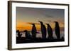 King Penguin (Aptenodytes Patagonicus) Silhouetted at Sunrise at Breeding Colony at Gold Harbor-Michael Nolan-Framed Photographic Print