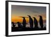 King Penguin (Aptenodytes Patagonicus) Silhouetted at Sunrise at Breeding Colony at Gold Harbor-Michael Nolan-Framed Photographic Print