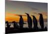 King Penguin (Aptenodytes Patagonicus) Silhouetted at Sunrise at Breeding Colony at Gold Harbor-Michael Nolan-Mounted Photographic Print