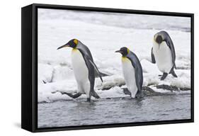 King Penguin (Aptenodytes patagonicus) three adults, on snow, walking into stream, Right Whale Bay-Dickie Duckett-Framed Stretched Canvas