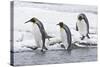 King Penguin (Aptenodytes patagonicus) three adults, on snow, walking into stream, Right Whale Bay-Dickie Duckett-Stretched Canvas